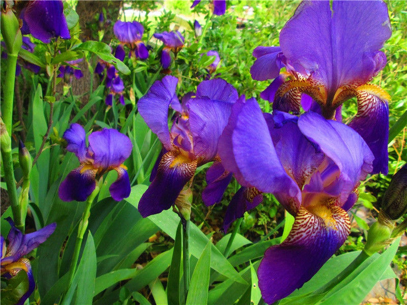 海盗留在可可岛上的秘密-海洋的历史悬案