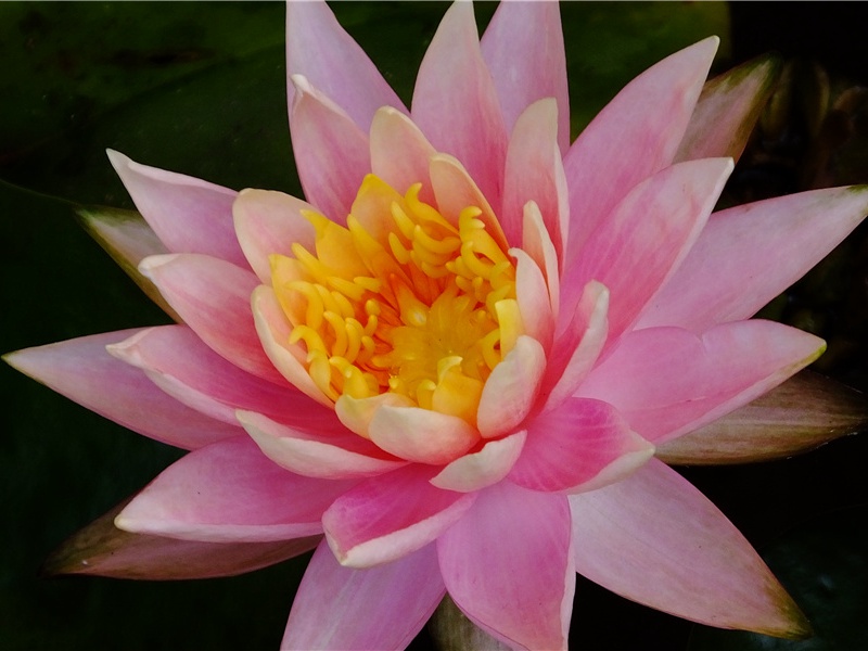 阿拉伯海盗藏宝的故事-海洋的历史悬案