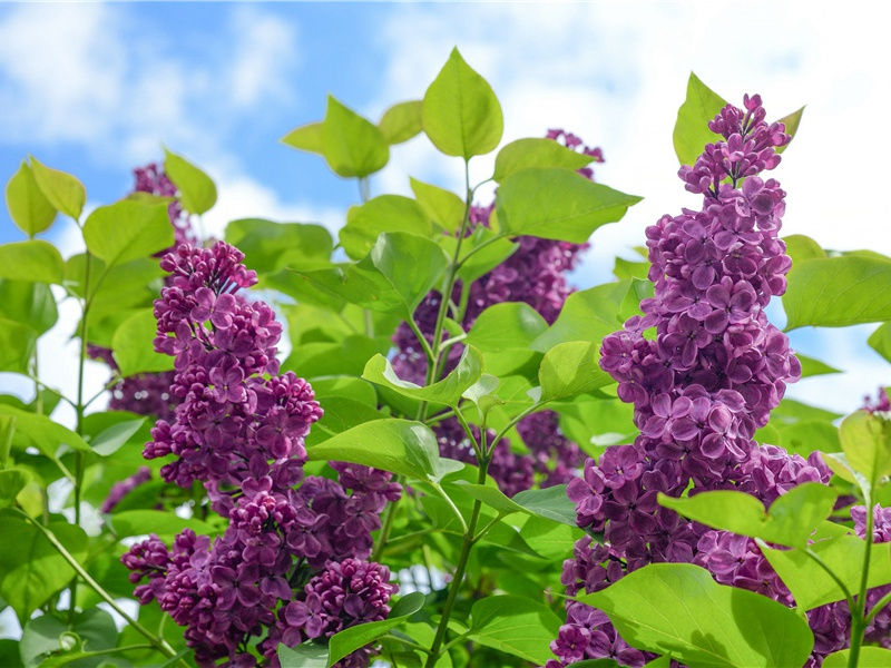 揭开传奇人物铁基的神秘面纱-“超级生命”之谜