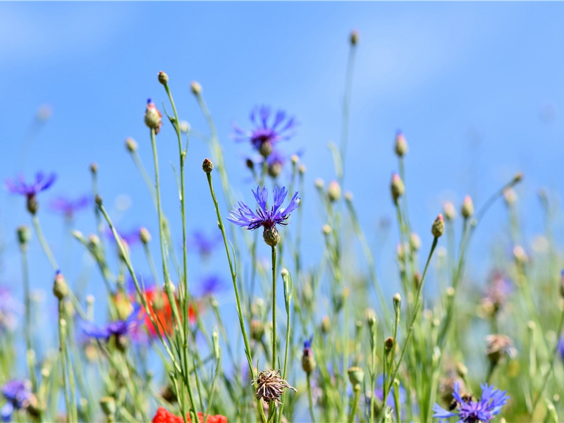 一夜沉没的大西洲-“超级生命”之谜