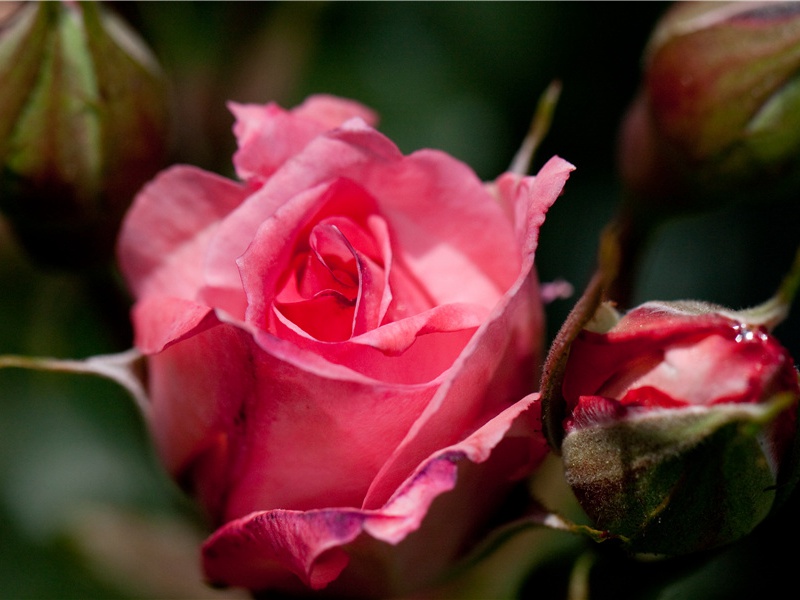 海底的发现-“超级生命”之谜