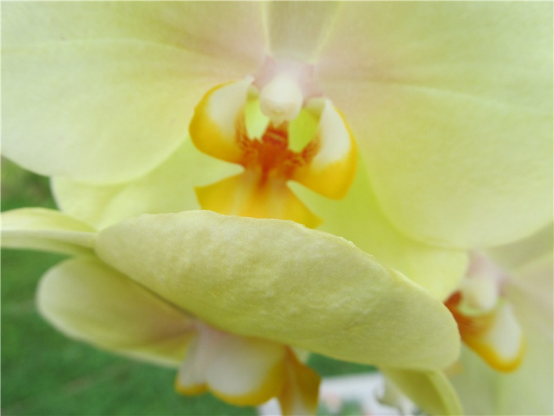 鲳鲼跃水腾空是个谜-“超级生命”之谜