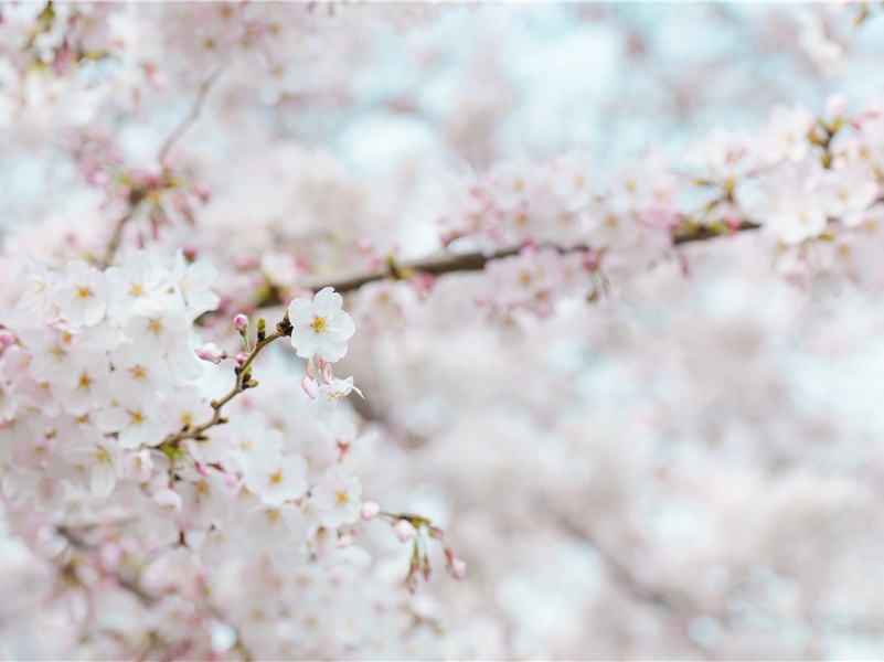 鳄的护婴袋-“超级生命”之谜