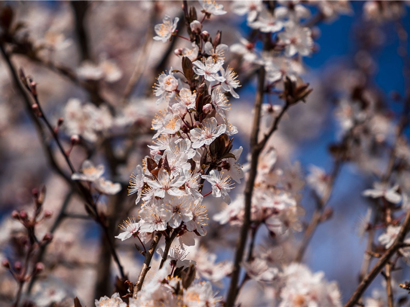 美妙动听的歌-“超级生命”之谜