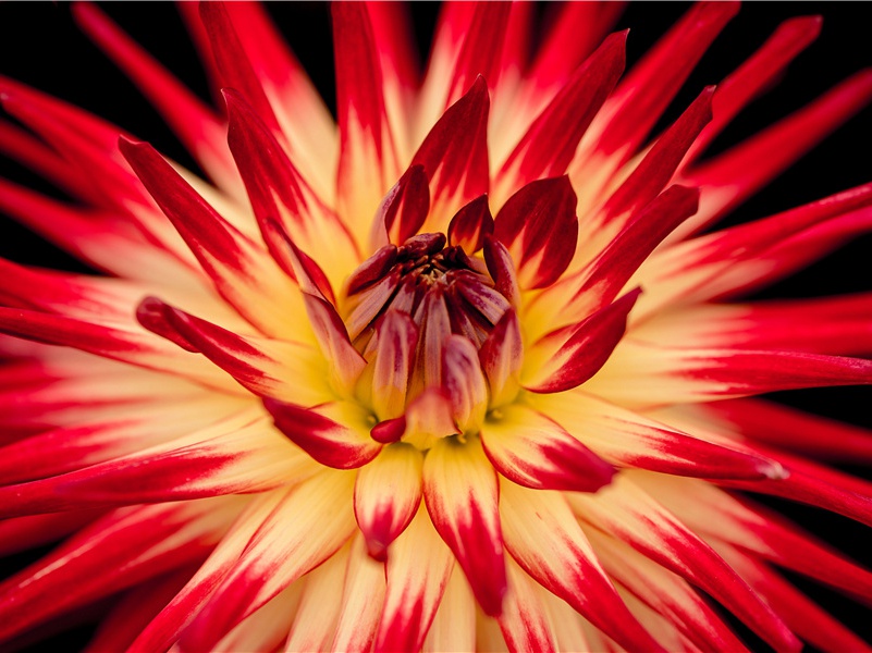 出色的回声测位术-“超级生命”之谜