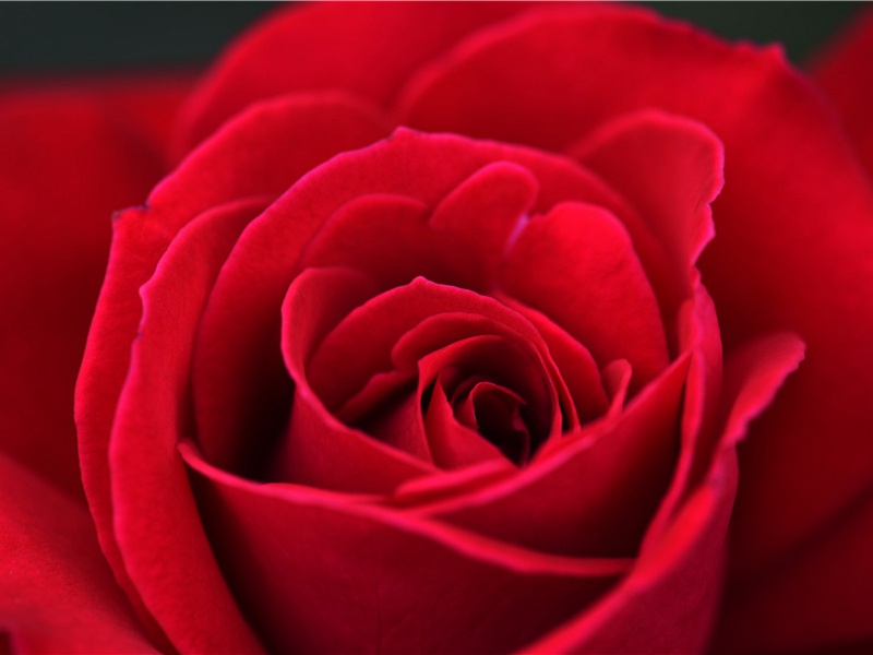 石岛形成之谜-“超级生命”之谜