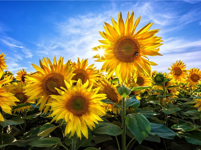 血湖之谜-“超级生命”之谜