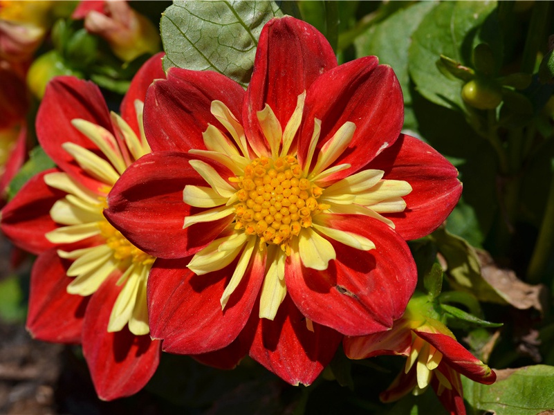 恐怖的“死亡谷”-“超级生命”之谜