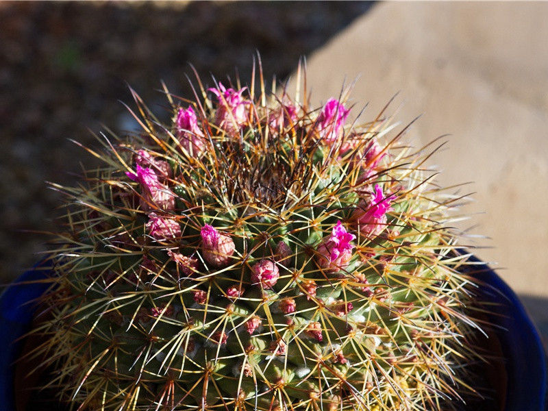百慕大三角区谜团-“超级生命”之谜