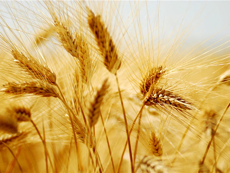 南极无雪地区之谜-“超级生命”之谜