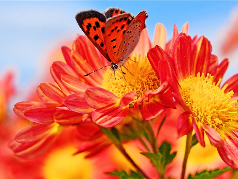 圆明园宝藏-亚洲宝藏的传说-古地图及宝藏专古传奇