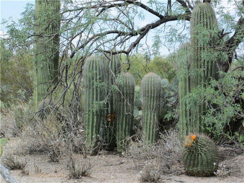 鱼有水波感知器-情感世界