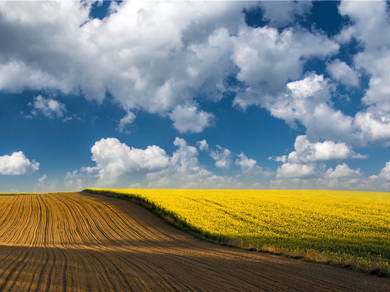 鱼类雌雄之变可利用-情感世界
