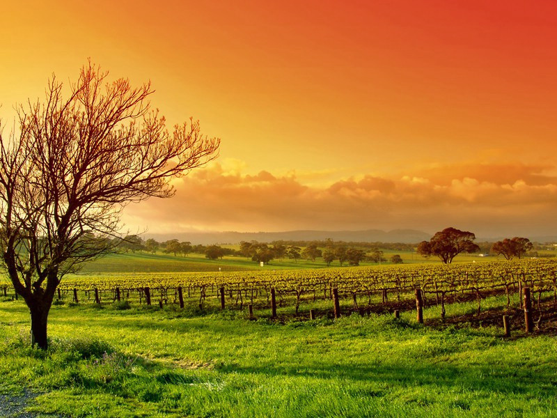 蟹的特异功能-情感世界