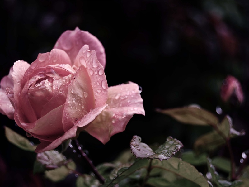 动物的再生之王-情感世界