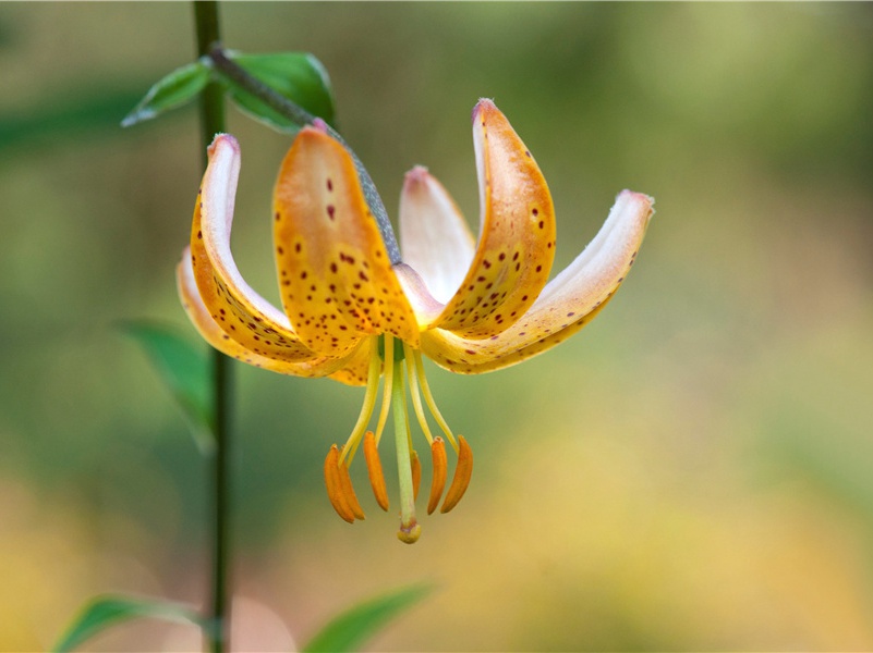 世界最大珍珠-神奇的世界