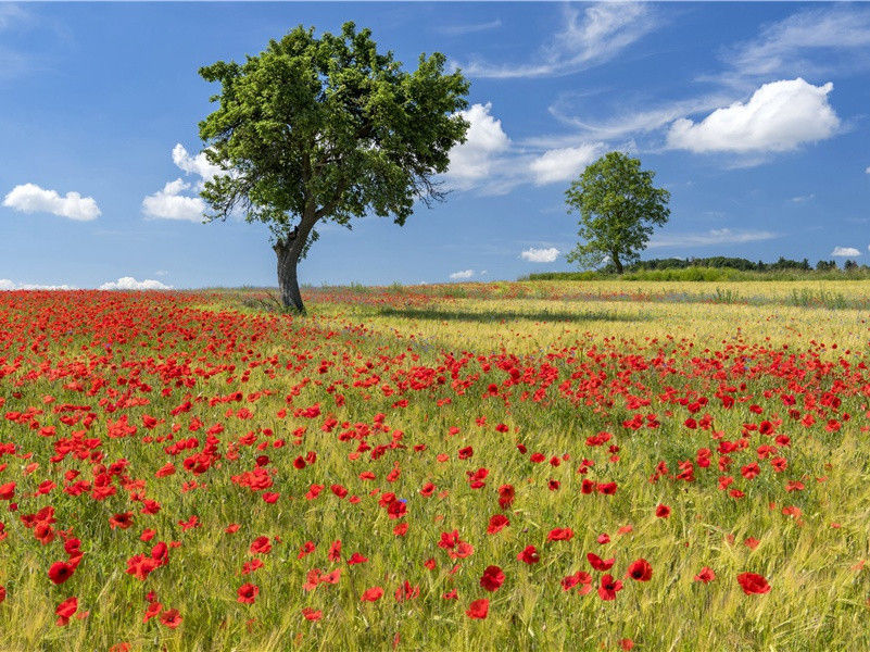 复活岛六百尊巨人像-神奇的世界