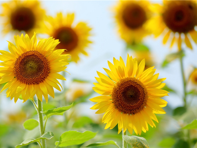 恐怖的金矿-古地图及宝藏专古传奇