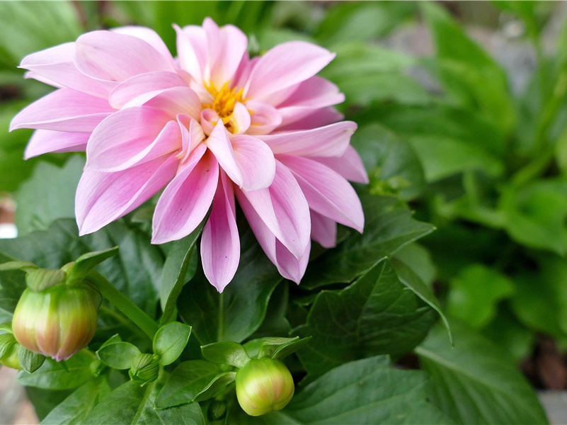 亚特兰提斯失踪了的大陆-神奇的世界