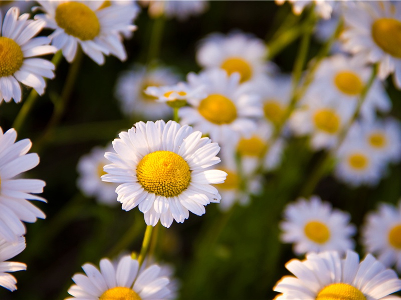 锰结核深海奇珍-神奇的世界