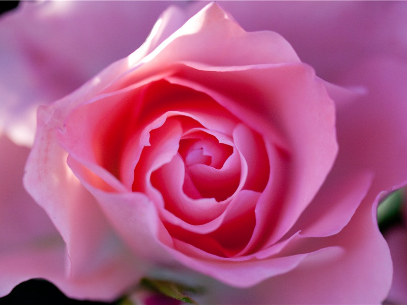 珊瑚标本记录古老地质年代的时钟-神奇的世界