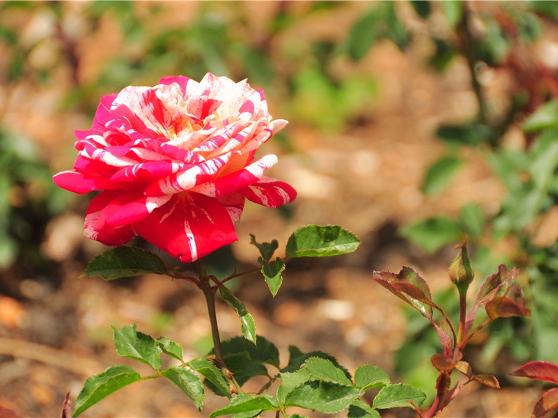 一个伟大的决定-组成探险队