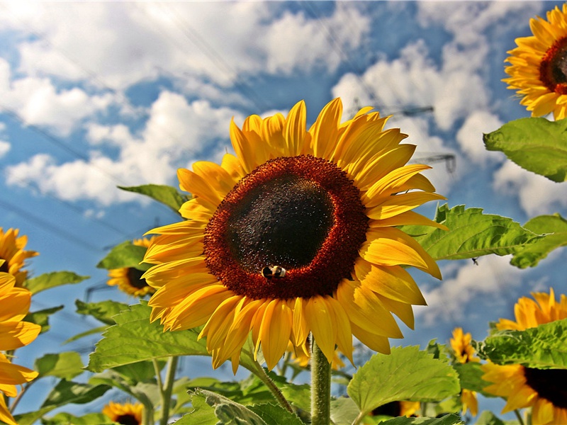 画家和战友的加盟-组成探险队