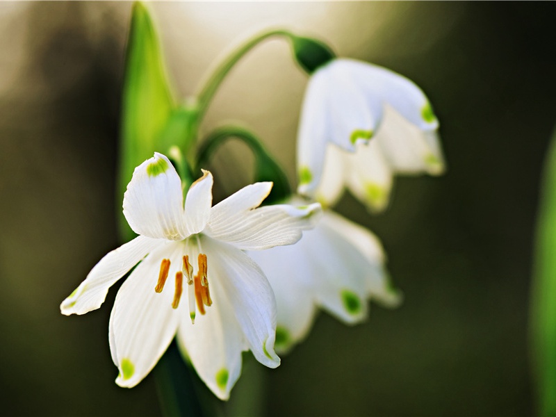 一封官方介绍信-组成探险队