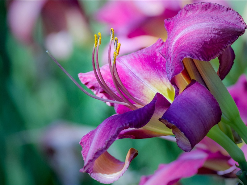 海底的活化石-组成探险队