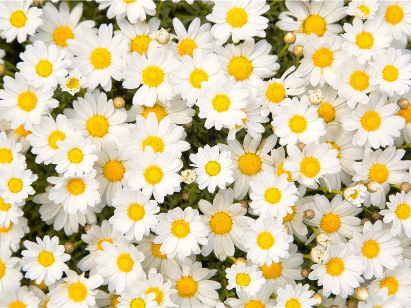 在海军造船厂建造木筏-赴南美赶造木筏