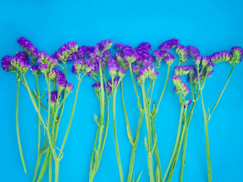 专家的预言-赴南美赶造木筏