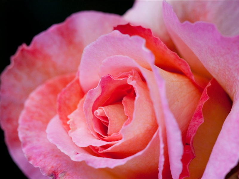 飞鱼的盛宴-危险的航程