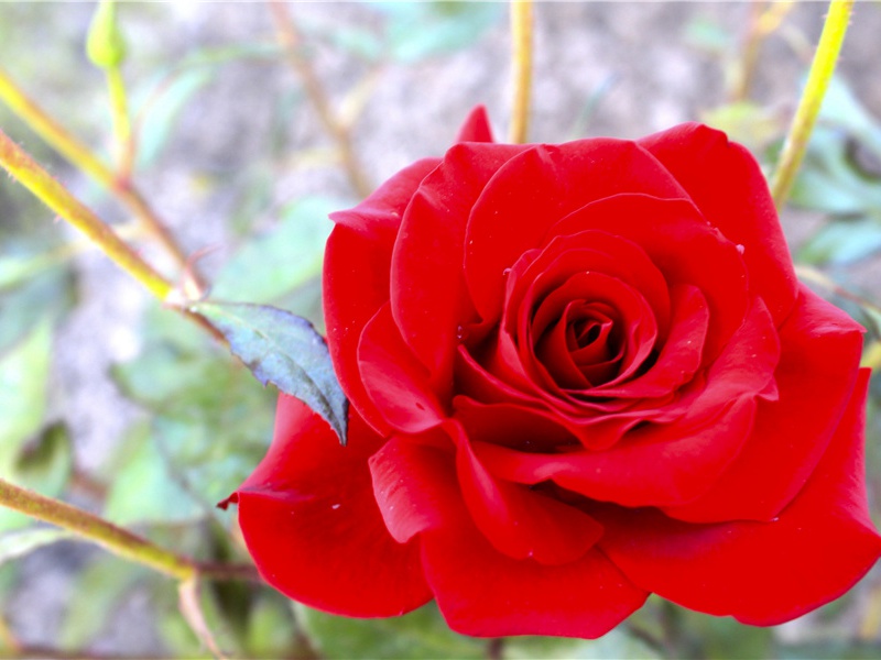 中心板的奥秘-太平洋上的一叶扁舟