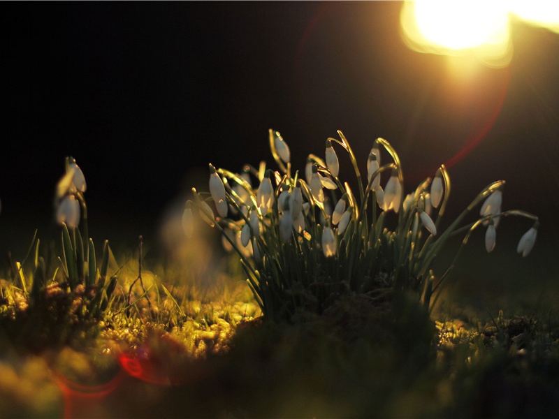 鹦鹉遇难了-太平洋上的一叶扁舟