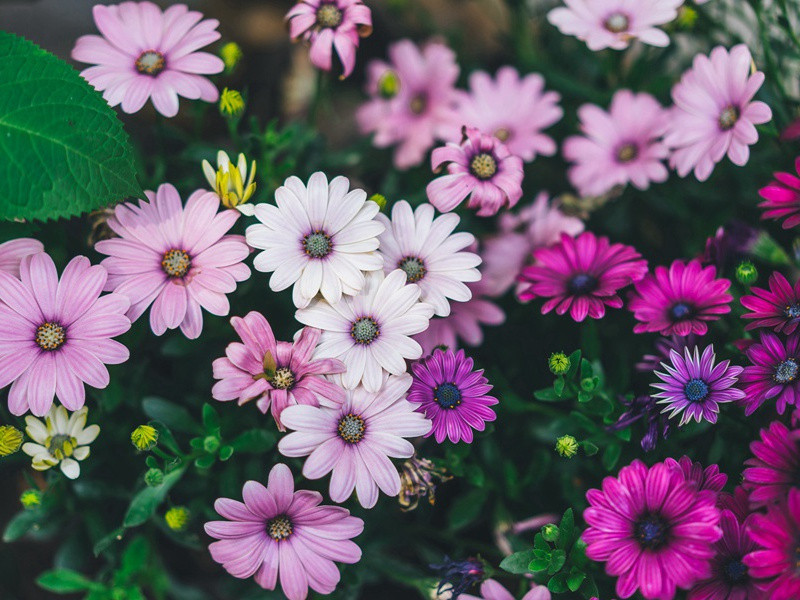 从波利尼西亚来的空中来客-太平洋上的一叶扁舟