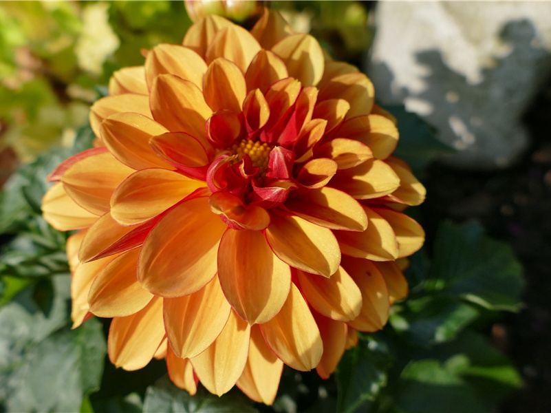 凶险的暗礁-漂流生涯的结束