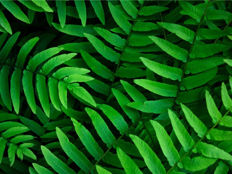 椰树下的狂欢舞会-和棕色友人在一起