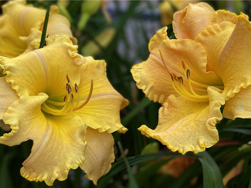 政府派船来接我们了-和棕色友人在一起