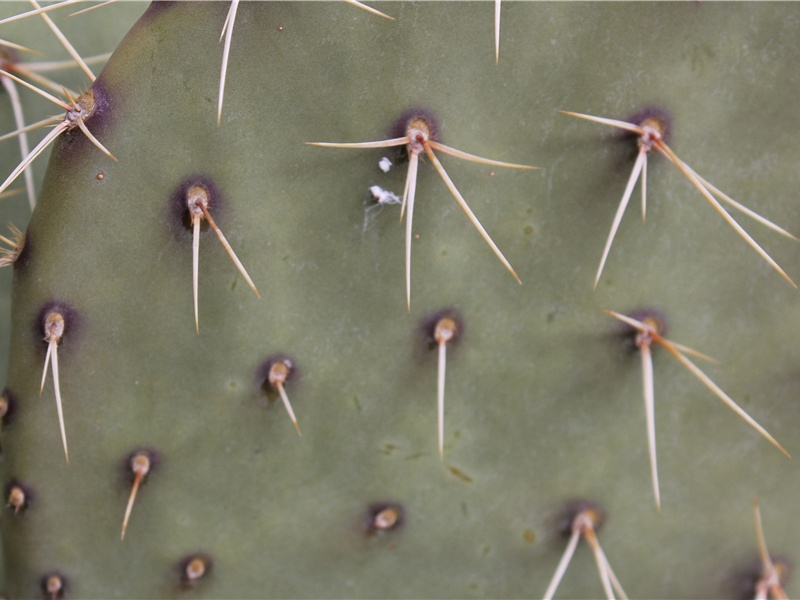 冰块之谜-奇特的天文之秘