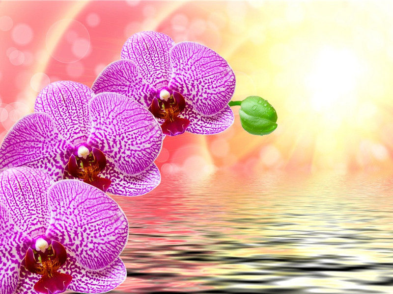 法国王冠钻石失窃之谜-古地图及宝藏专古传奇