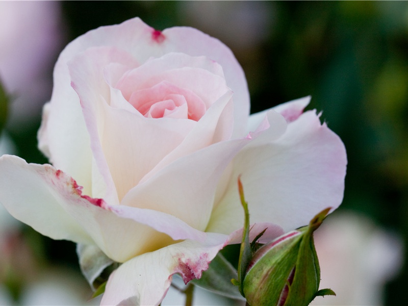 奇异的花卉-千奇百怪的植物-神秘的大自然