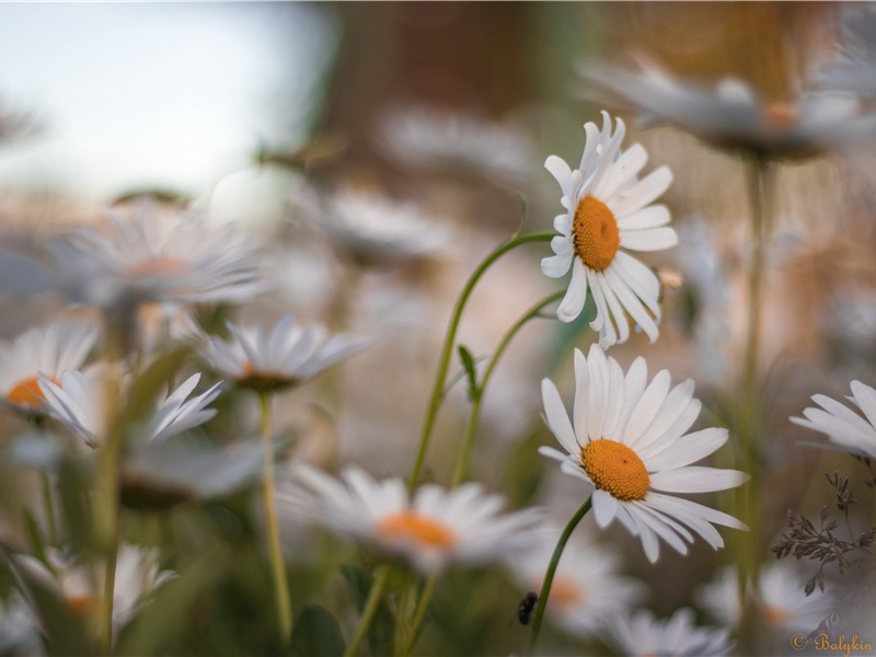花丛拾趣-千奇百怪的植物-神秘的大自然