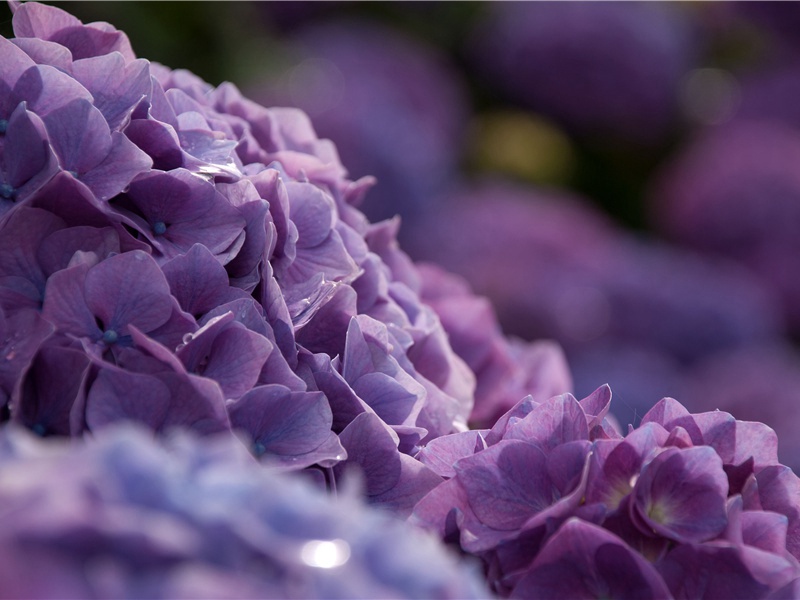 “花间”奇闻-千奇百怪的植物-神秘的大自然