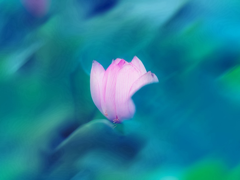 “名树荟萃”-千奇百怪的植物-神秘的大自然