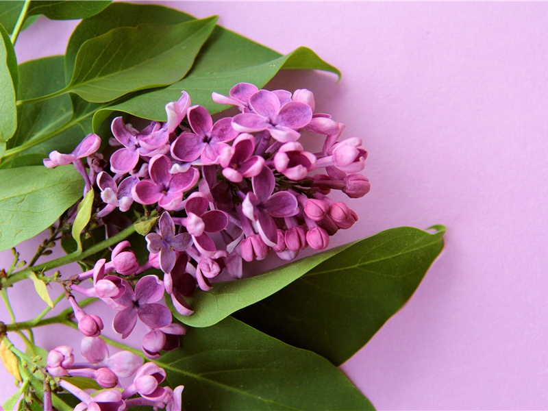 羊皮纸上的诡秘宝藏-古地图及宝藏专古传奇