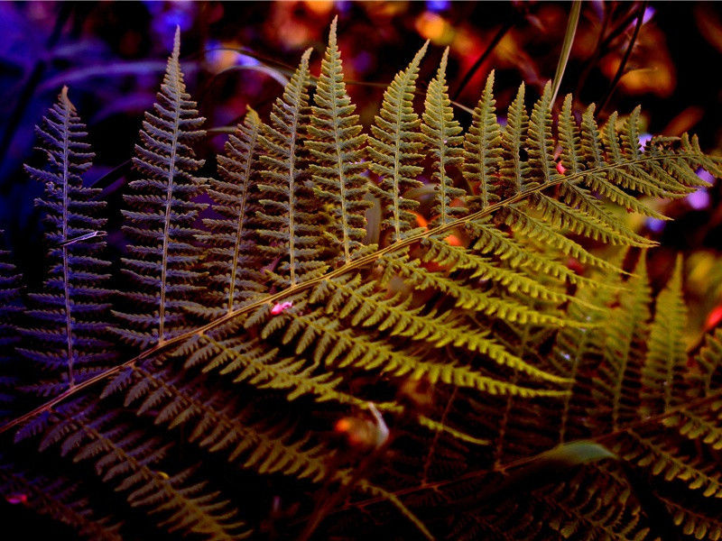 燕麦长“眼睛”-无法破译的密码-神秘的大自然