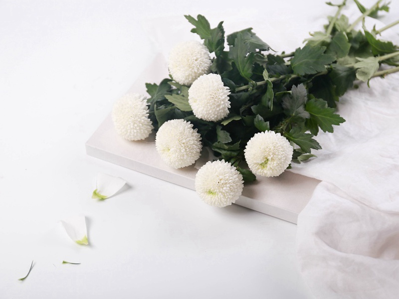 风流草之谜-无法破译的密码-神秘的大自然