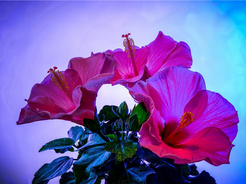 植物的“语言”之谜-无法破译的密码-神秘的大自然