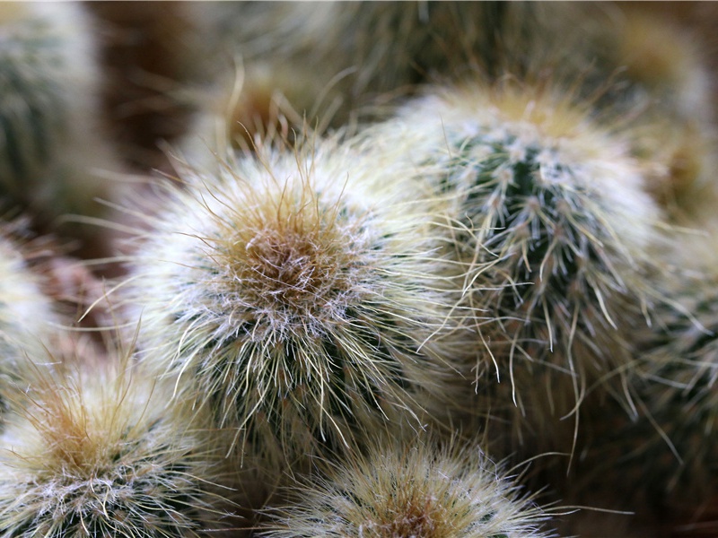 植物的器官之谜-无法破译的密码-神秘的大自然