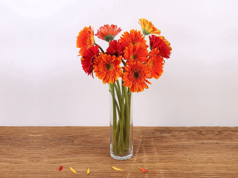 含羞草之谜-无法破译的密码-神秘的大自然